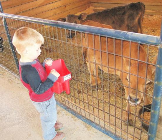 nash and the calf