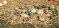 blue pumpkins