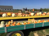 Gourds