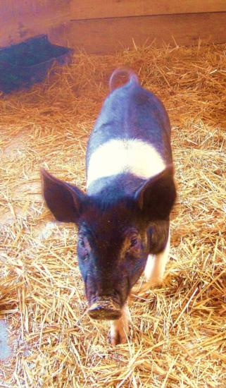 pig