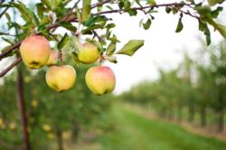 Apples (9)