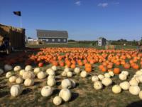 white pumpkins