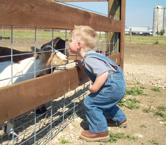 nash goats